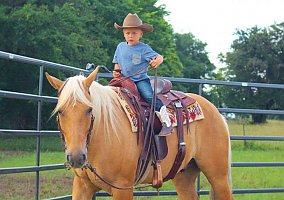 Quarter Horse (Quarter Horse, Gelding) in TN