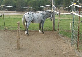 Appaloosa (Appaloosa, Stallion) in Hayfork, CA