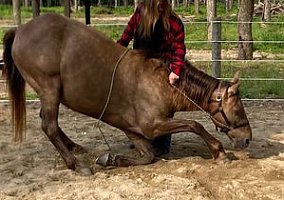 Rocky Mountain Horse (Rocky Mountain Horse, Gelding) in TN