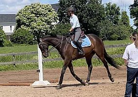 Thoroughbred (Thoroughbred, Gelding) in TN