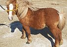 - Stallion in Prague, OK - Stallion in Prague, OK