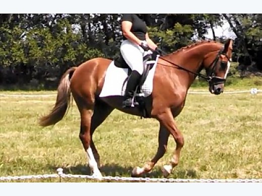 Twister-Gorgeos Eventer! Paint Gelding for Sale