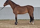 Westphalian - Horse for Sale in Ovelgonne,  26939