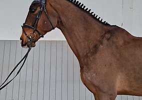 Westphalian (Westphalian, Gelding)