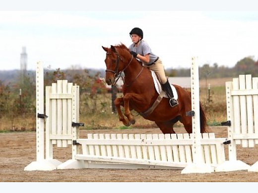 7YO Hunter/Jumper Gelding