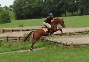 Thoroughbred (Thoroughbred, Gelding) in Harrodsburg, KY