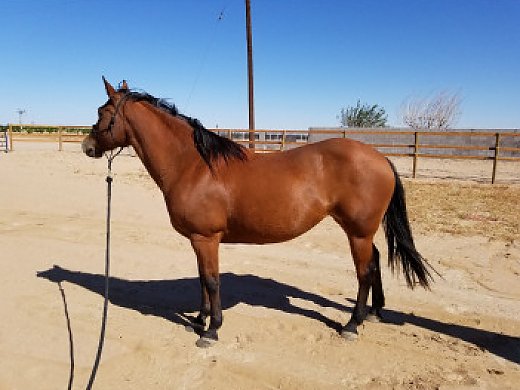 7YO QH/Draft Mare