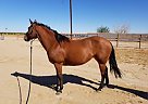 Quarter Horse - Horse for Sale in Yuma, AZ 85350