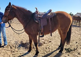 Quarter Horse (Quarter Horse, Mare) in Yuma, AZ