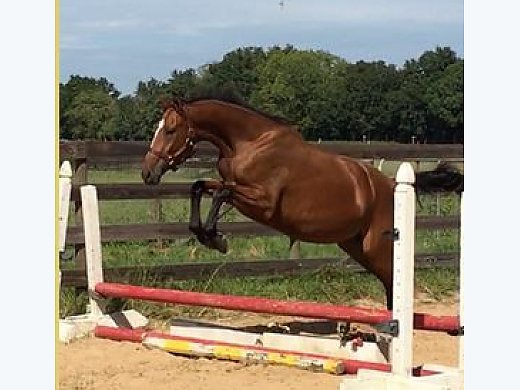 9 Years old Hanoverian Horse