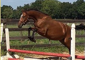 Hanoverian (Hanoverian, Stallion) in Miami, FL, FL