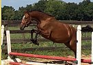 Hanoverian - Horse for Sale in Miami, FL, FL 33196