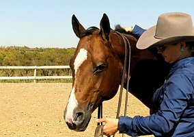 Quarter Horse (Quarter Horse, Mare) in TX