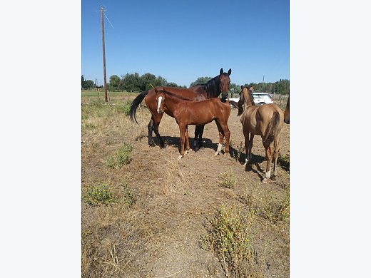 Appaloosa Sport Horse