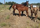 Warmblood - Horse for Sale in Emmett, ID 83617