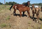 Warmblood - Horse for Sale in Emmett, ID 83617 Warmblood - Horse for Sale in Emmett, ID 83617