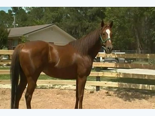 AQHA Appendix Mare