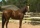 Quarter Horse - Horse for Sale in Hilliard, FL 32046