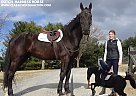 Dutch Warmblood - Horse for Sale in Gettysburg, PA 17325 Dutch Warmblood - Horse for Sale in Gettysburg, PA 17325