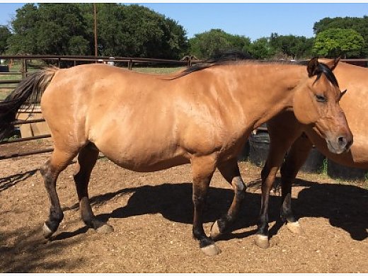 Big Boned Broodmare For Sale