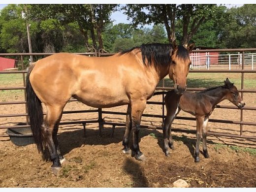 Broodmare For Sale