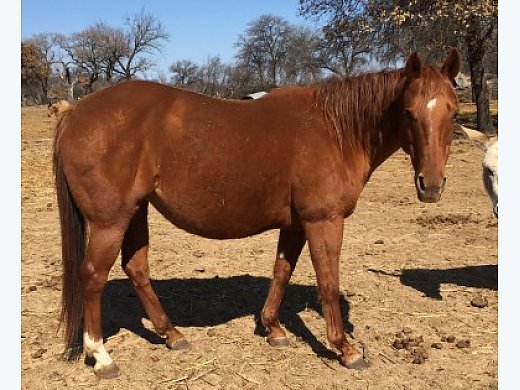 Champion Reining Broodmare For Sale Bred To an Own Son Of Holidoc