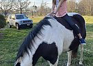 Quarter Horse - Horse for Sale in Tallapoosa, GA 30176 Quarter Horse - Horse for Sale in Tallapoosa, GA 30176