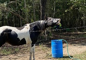 Dakoda (Quarter Horse, Mare) in Tallapoosa, GA
