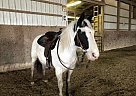 Draft Paint Cross for Sale Draft Mare