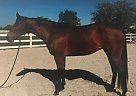 Quarter Horse - Horse for Sale in Bradenton, FL 34251