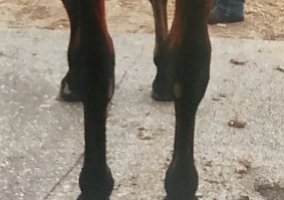 Quarter Horse (Quarter Horse, Mare) in Bradenton, FL