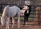 Appaloosa - Horse for Sale in Gonzales, TX 78629
