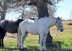 Gypsy (Appaloosa, Mare) in Gonzales, TX