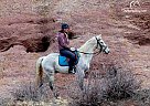 Missouri Fox Trotter - Horse for Sale in Fort Collins, CO 80524