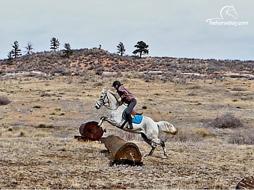 Jumping Foxtrotter Gelding
