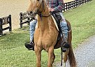 Tennessee Walking - Horse for Sale in Arlington, VA 22205 Tennessee Walking - Horse for Sale in Arlington, VA 22205