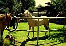 Peruvian Paso - Horse for Sale in Jacksboro, TX 