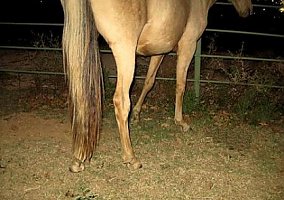 Peruvian Horse (Peruvian Horse, Mare) in Jacksboro, TX