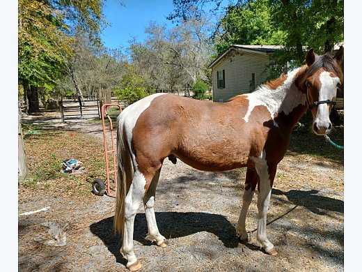 Stallion Paint Colt