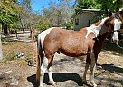 Other - Horse for Sale in Jasper, FL 32052 Other - Horse for Sale in Jasper, FL 32052
