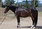 Ferne Johnson - Gelding in Salmon Arm, BC Ferne Johnson - Gelding in Salmon Arm, BC