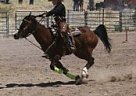 2005 Athletic APHA Gelding Paint Gelding