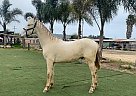 Andalusian - Horse for Sale in Los Angeles, CA 92173