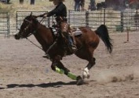 2005 Athletic APHA Gelding Paint Gelding