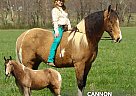 Tennessee Walking - Horse for Sale in Hustonville, KY 40437