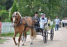 Canadian - Horse for Sale in St-bernard De Lacolle, QC Canadian - Horse for Sale in St-bernard De Lacolle, QC