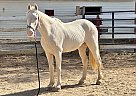 Kentucky Mountain - Horse for Sale in Ellenwood, GA 30294 Kentucky Mountain - Horse for Sale in Ellenwood, GA 30294