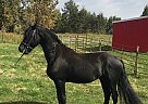 Vechter - Stallion in Cherhill, AB Vechter - Stallion in Cherhill, AB