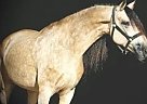 Other - Horse for Sale in LaPorte, IN 46350 Other - Horse for Sale in LaPorte, IN 46350