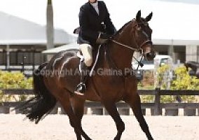 Warmblood (Warmblood, Gelding) in Davie, FL